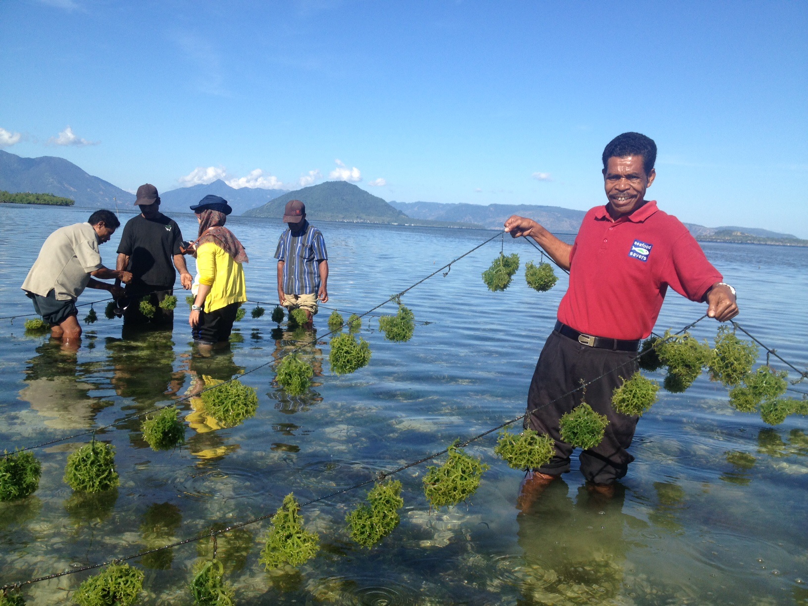 DIBUTUHKAN MITRA KERJA BUDI DAYA RUMPUT LAUT 250 ORANG