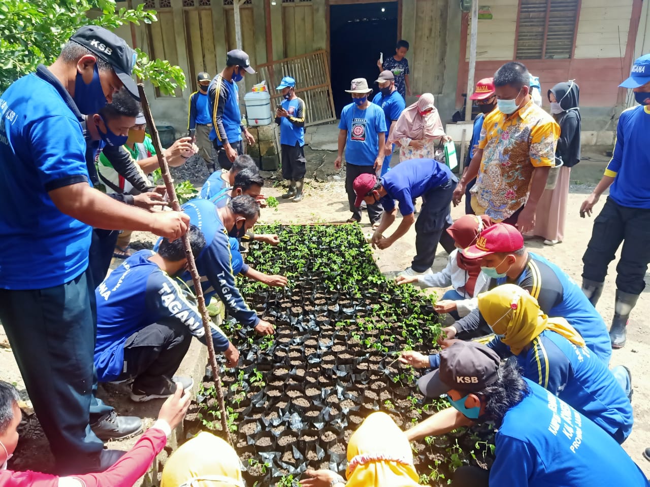 PENANAMAN BIBIT POHON TREMBESI OLEH TAGANA